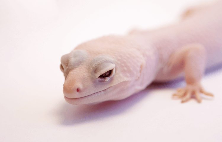 30 Stunning Leopard Gecko Morphs: Color Guide & Care Tips