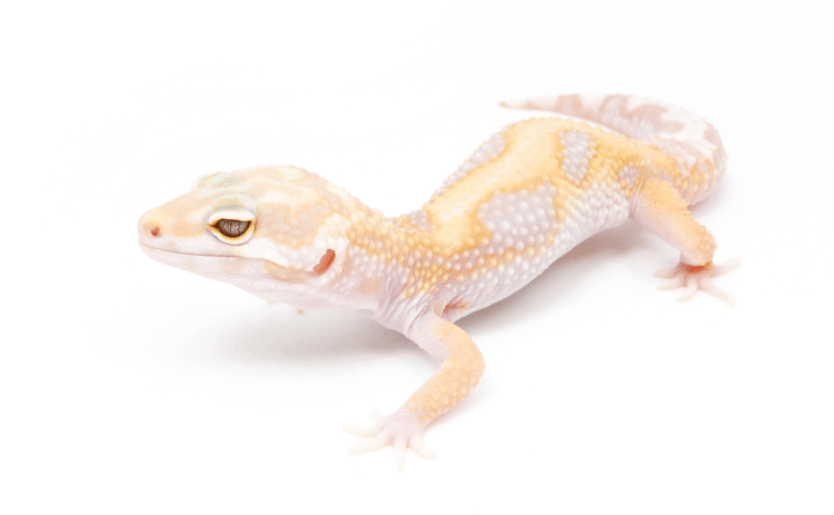 30 Stunning Leopard Gecko Morphs: Color Guide & Care Tips