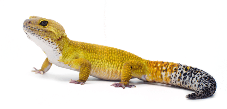 30 Stunning Leopard Gecko Morphs: Color Guide & Care Tips