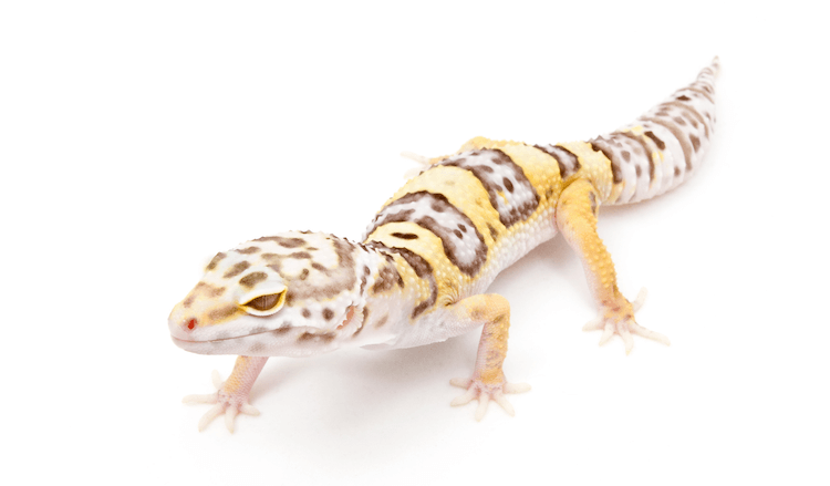 30 Stunning Leopard Gecko Morphs: Color Guide & Care Tips