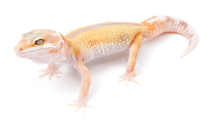 30 Stunning Leopard Gecko Morphs: Color Guide & Care Tips