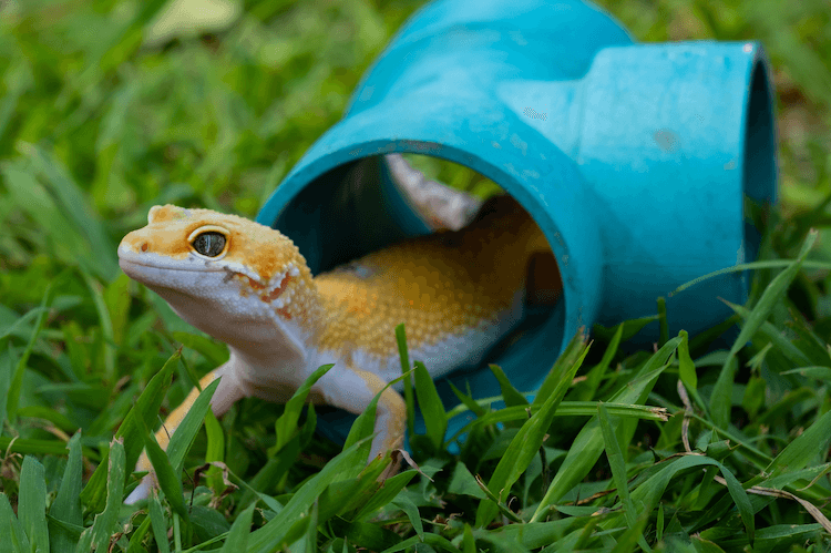 300+ Creative Leopard Gecko Names to Choose From