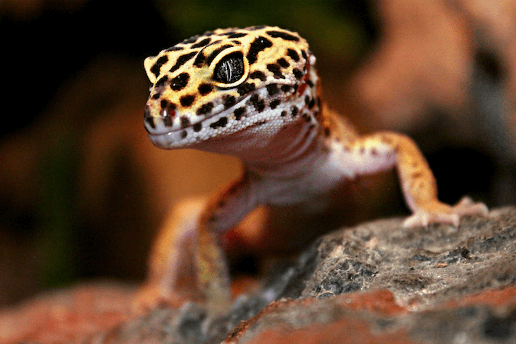 Leopard Gecko Care Guide: Tank Setup, Feeding, Size & More