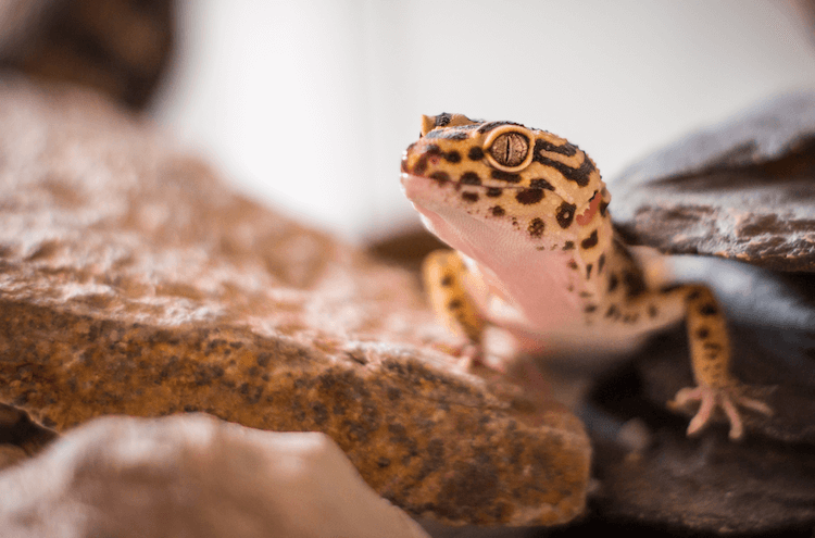 Leopard Gecko Care Guide: Tank Setup, Feeding, Size & More