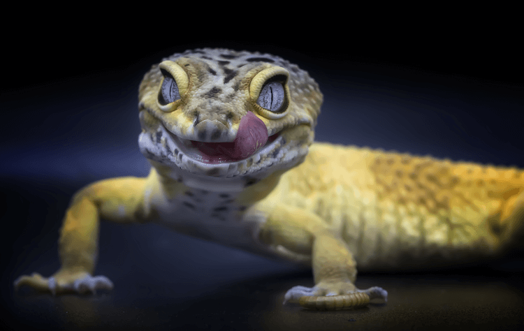 Leopard Gecko Care Guide: Tank Setup, Feeding, Size & More