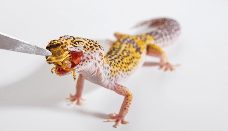 Leopard Gecko Care Guide: Tank Setup, Feeding, Size & More