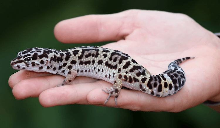 Leopard Gecko Care Guide: Tank Setup, Feeding, Size & More