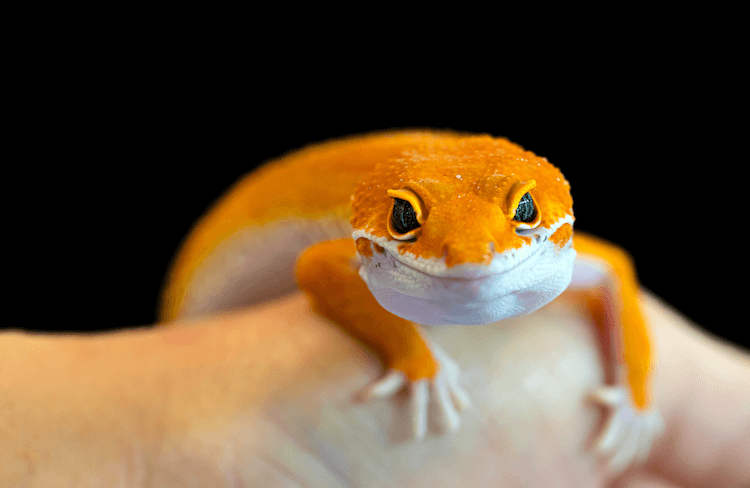 Leopard Gecko Care Guide: Tank Setup, Feeding, Size & More