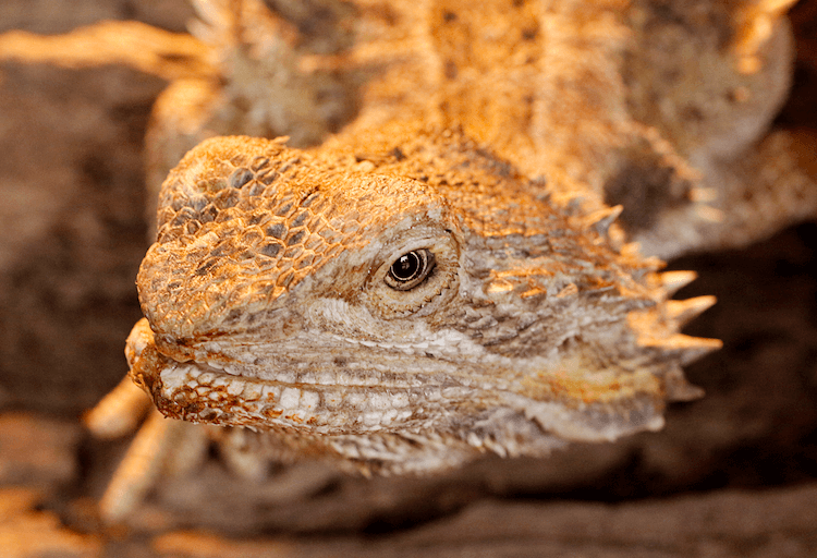 Comprehensive Guide to Bearded Dragon Care: Habitat, Feeding, Lifespan & Tips