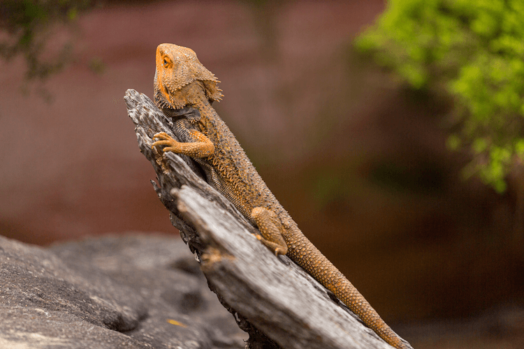 Comprehensive Guide to Bearded Dragon Care: Habitat, Feeding, Lifespan & Tips