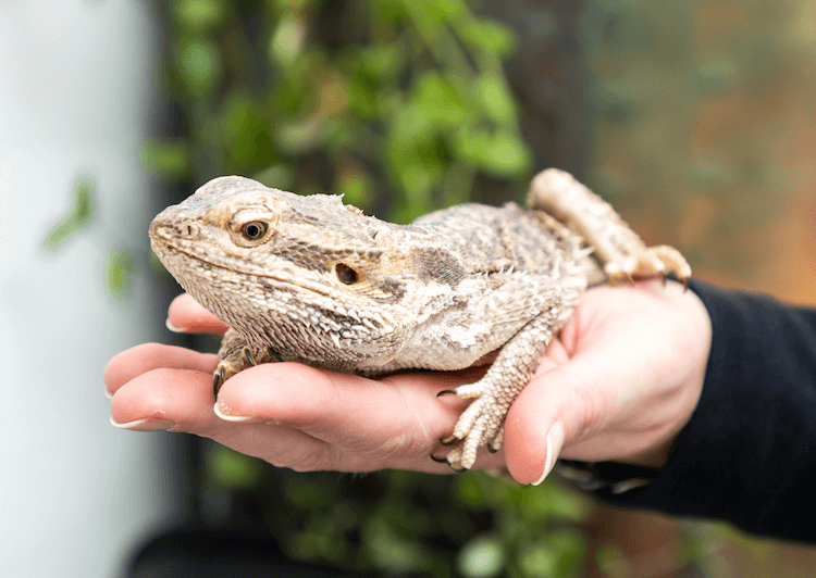 Comprehensive Guide to Bearded Dragon Care: Habitat, Feeding, Lifespan & Tips
