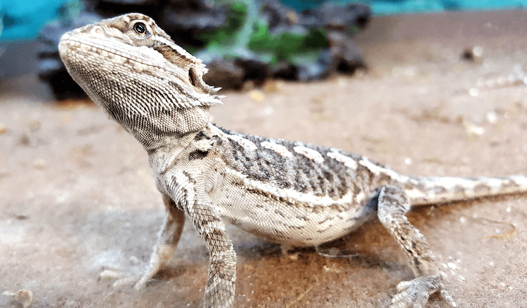 Comprehensive Guide to Bearded Dragon Care: Habitat, Feeding, Lifespan & Tips