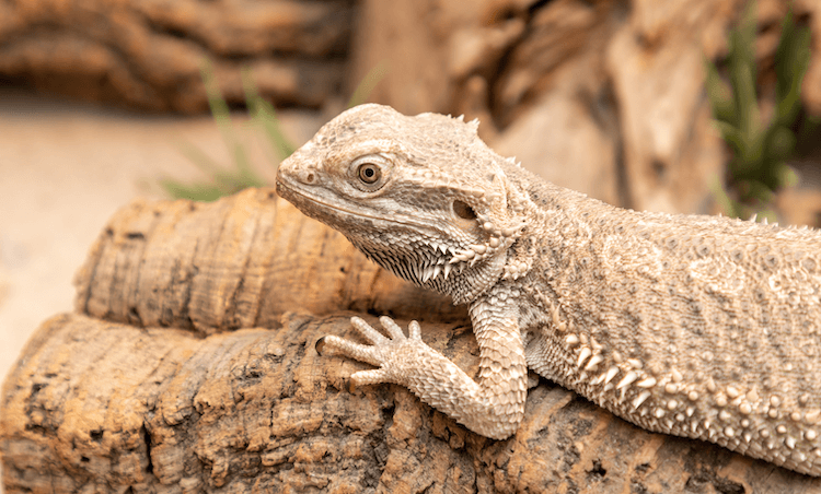 Comprehensive Guide to Bearded Dragon Care: Habitat, Feeding, Lifespan & Tips