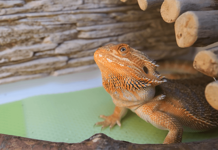 Comprehensive Guide to Bearded Dragon Care: Habitat, Feeding, Lifespan & Tips