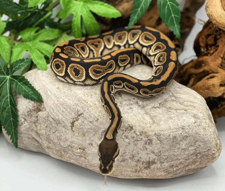 Black Pastel Ball Python: Care, Traits, Genetics & Health Guide
