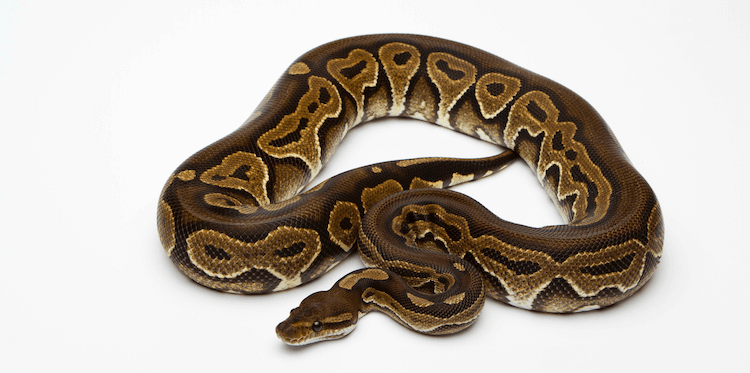 Black Pastel Ball Python: Care, Traits, Genetics & Health Guide