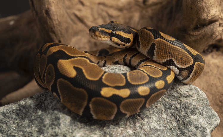 Black Pastel Ball Python: Care, Traits, Genetics & Health Guide