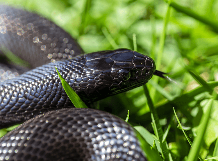 Complete Care Guide for Mexican Black Kingsnakes – Tips, Habitat, and Health