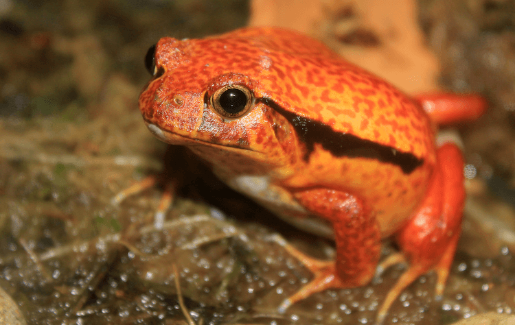 The 20 Best Pet Frogs for Beginners: Low-Maintenance, Easy Care