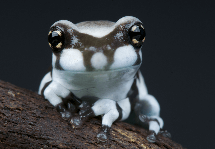 The 20 Best Pet Frogs for Beginners: Low-Maintenance, Easy Care