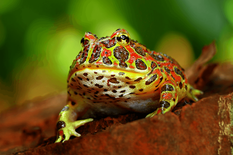 The 20 Best Pet Frogs for Beginners: Low-Maintenance, Easy Care