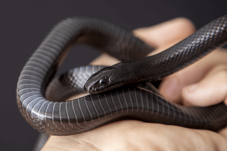 Complete Care Guide for Mexican Black Kingsnakes – Tips, Habitat, and Health