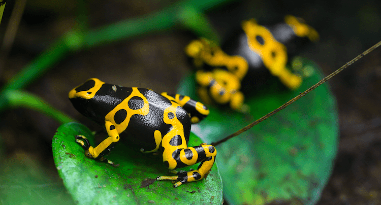 The 20 Best Pet Frogs for Beginners: Low-Maintenance, Easy Care