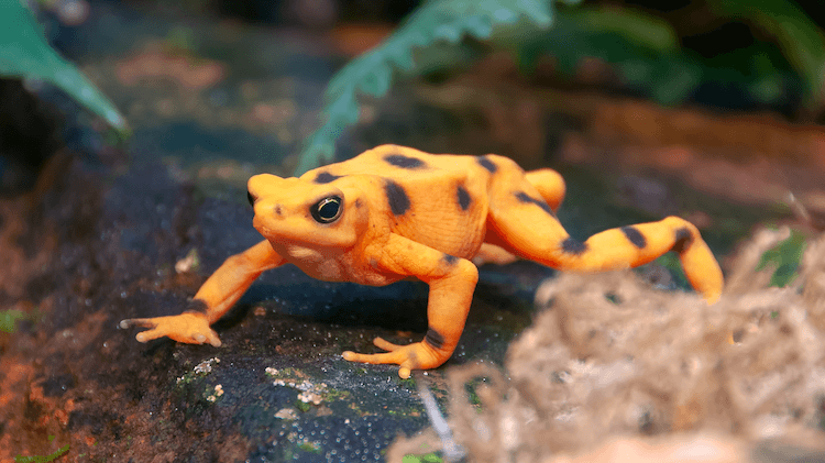 The 20 Best Pet Frogs for Beginners: Low-Maintenance, Easy Care