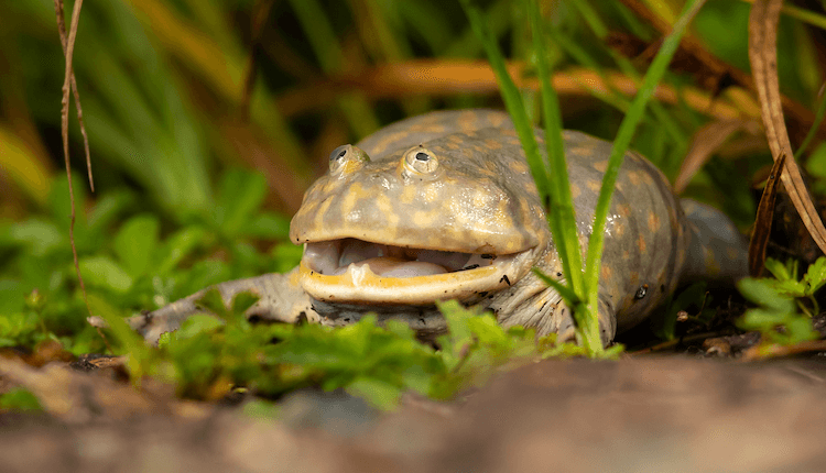 The 20 Best Pet Frogs for Beginners: Low-Maintenance, Easy Care