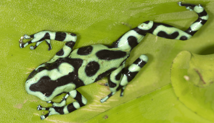 The 20 Best Pet Frogs for Beginners: Low-Maintenance, Easy Care