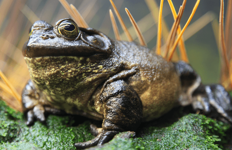 The 20 Best Pet Frogs for Beginners: Low-Maintenance, Easy Care