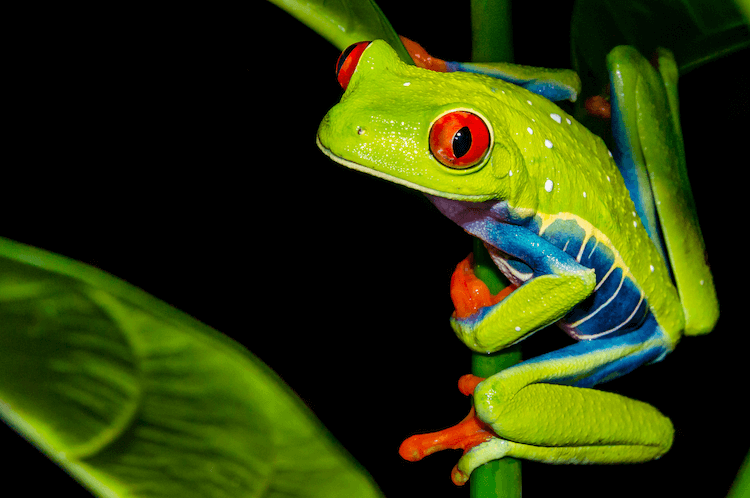 The 20 Best Pet Frogs for Beginners: Low-Maintenance, Easy Care