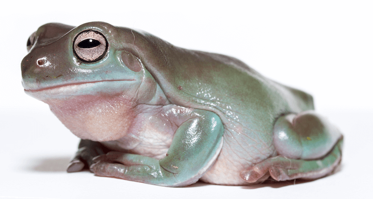 The 20 Best Pet Frogs for Beginners: Low-Maintenance, Easy Care