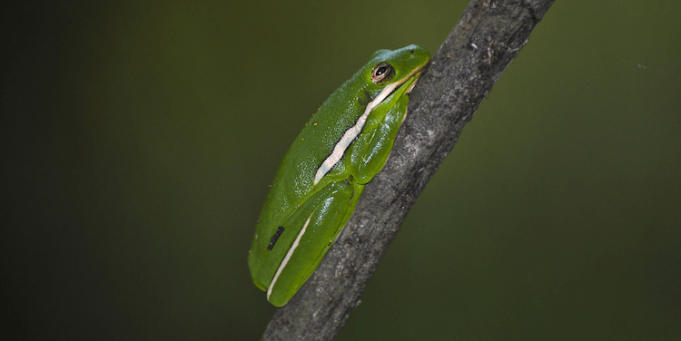 The 20 Best Pet Frogs for Beginners: Low-Maintenance, Easy Care