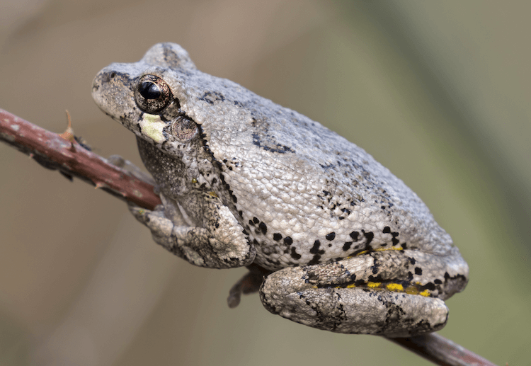 The 20 Best Pet Frogs for Beginners: Low-Maintenance, Easy Care