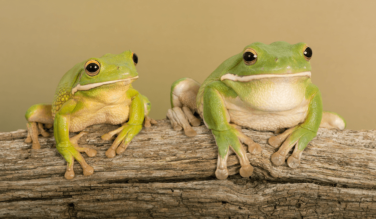The 20 Best Pet Frogs for Beginners: Low-Maintenance, Easy Care