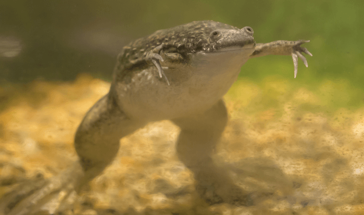 The 20 Best Pet Frogs for Beginners: Low-Maintenance, Easy Care