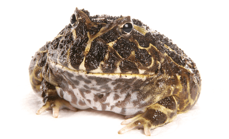 The 20 Best Pet Frogs for Beginners: Low-Maintenance, Easy Care
