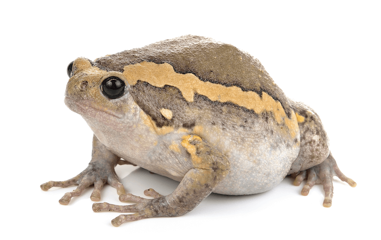 The 20 Best Pet Frogs for Beginners: Low-Maintenance, Easy Care