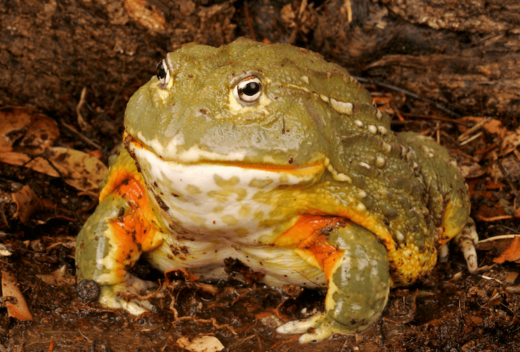 The 20 Best Pet Frogs for Beginners: Low-Maintenance, Easy Care