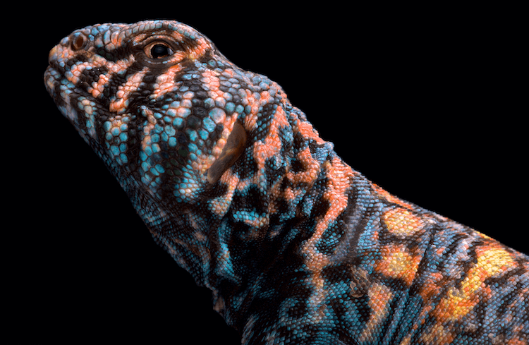 Complete Uromastyx Care Guide: Size, Habitat, Diet & Setup