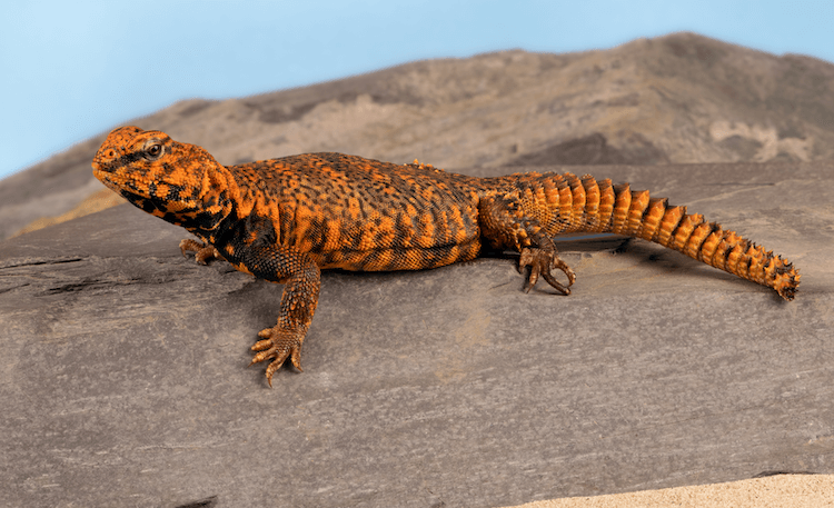 Complete Uromastyx Care Guide: Size, Habitat, Diet & Setup
