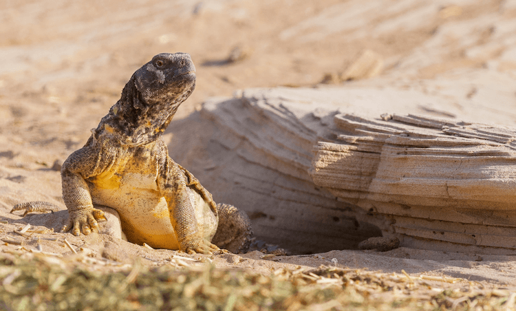 Complete Uromastyx Care Guide: Size, Habitat, Diet & Setup