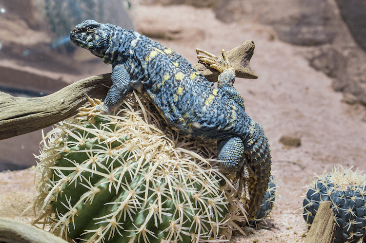 Complete Uromastyx Care Guide: Size, Habitat, Diet & Setup