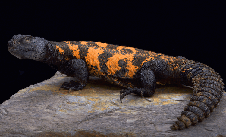 Complete Uromastyx Care Guide: Size, Habitat, Diet & Setup