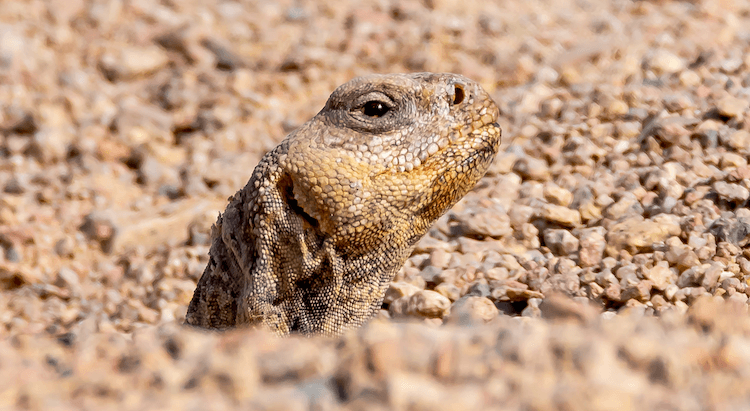 Complete Uromastyx Care Guide: Size, Habitat, Diet & Setup
