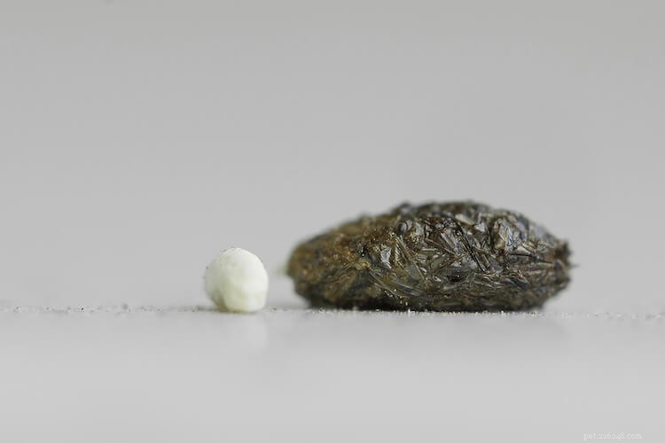 Understanding Leopard Gecko Poop: 7 Types and What They Reveal About Your Lizard s Health