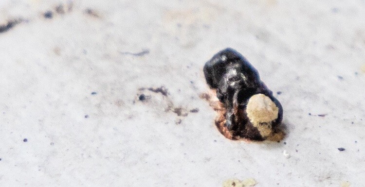 Understanding Leopard Gecko Poop: 7 Types and What They Reveal About Your Lizard s Health