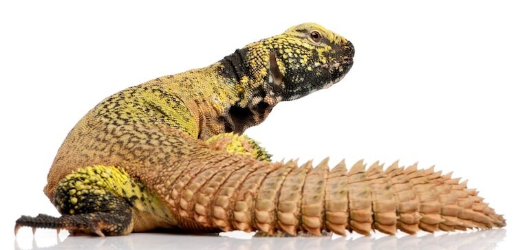 Discover the 10 Most Stunning Uromastyx Species, Morphs, and Color Variations