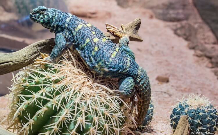 Discover the 10 Most Stunning Uromastyx Species, Morphs, and Color Variations